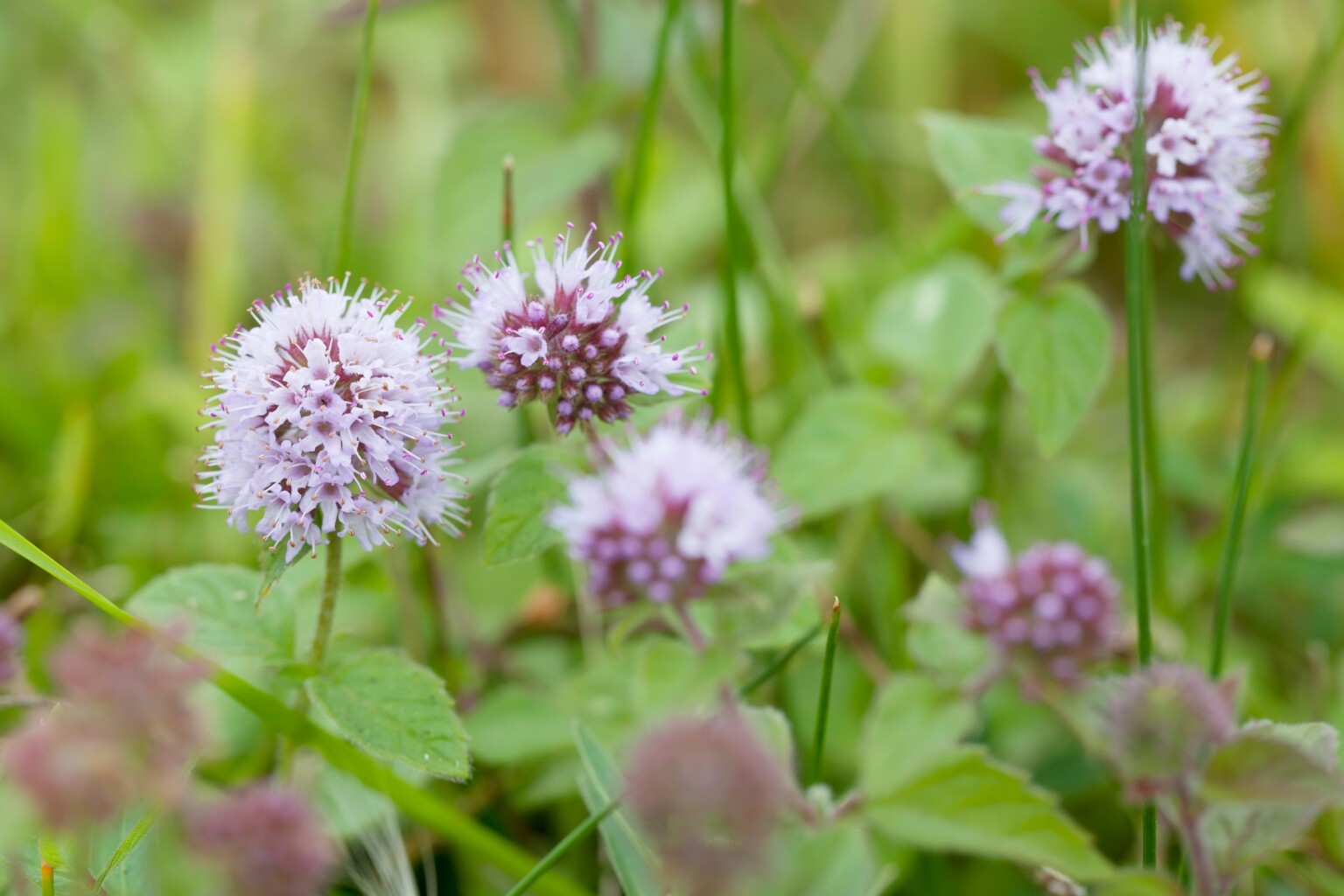 Water Mint (Mentha aquatica)