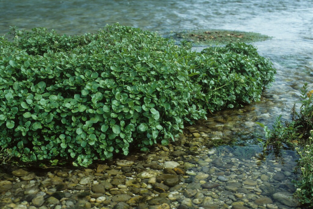 Watercress