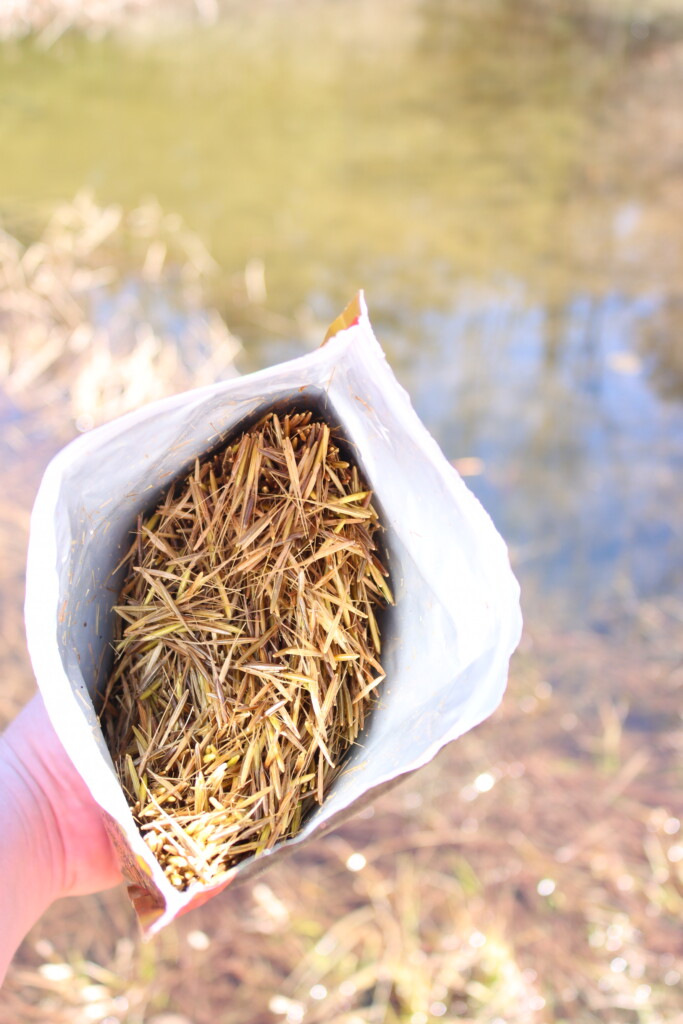 Wild Rice Seed