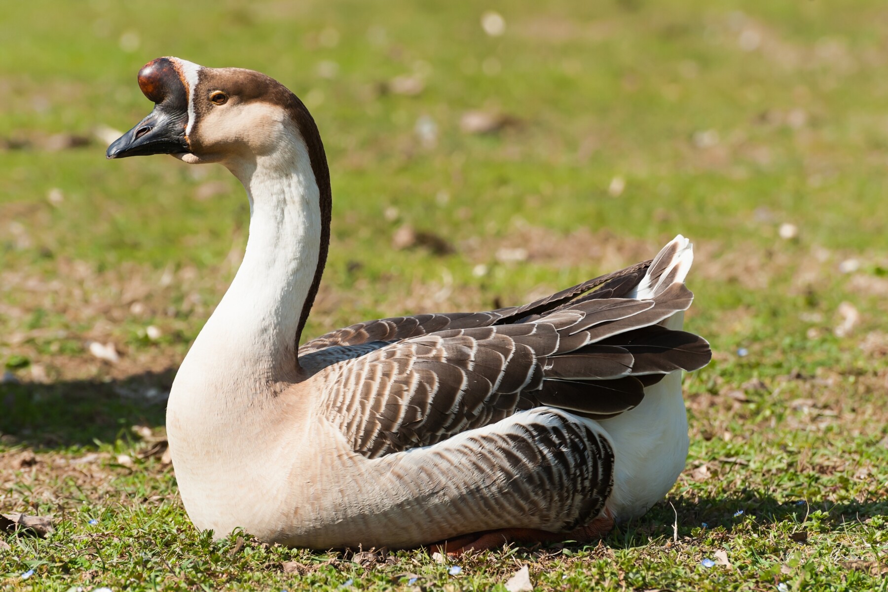 Brown African goose with a black bill and knob resting on the grass