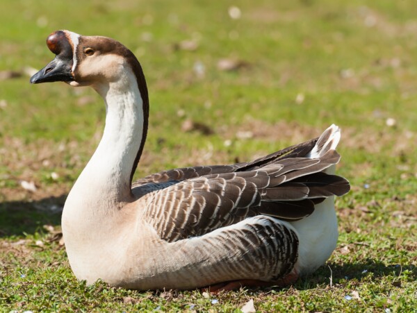 African Goose