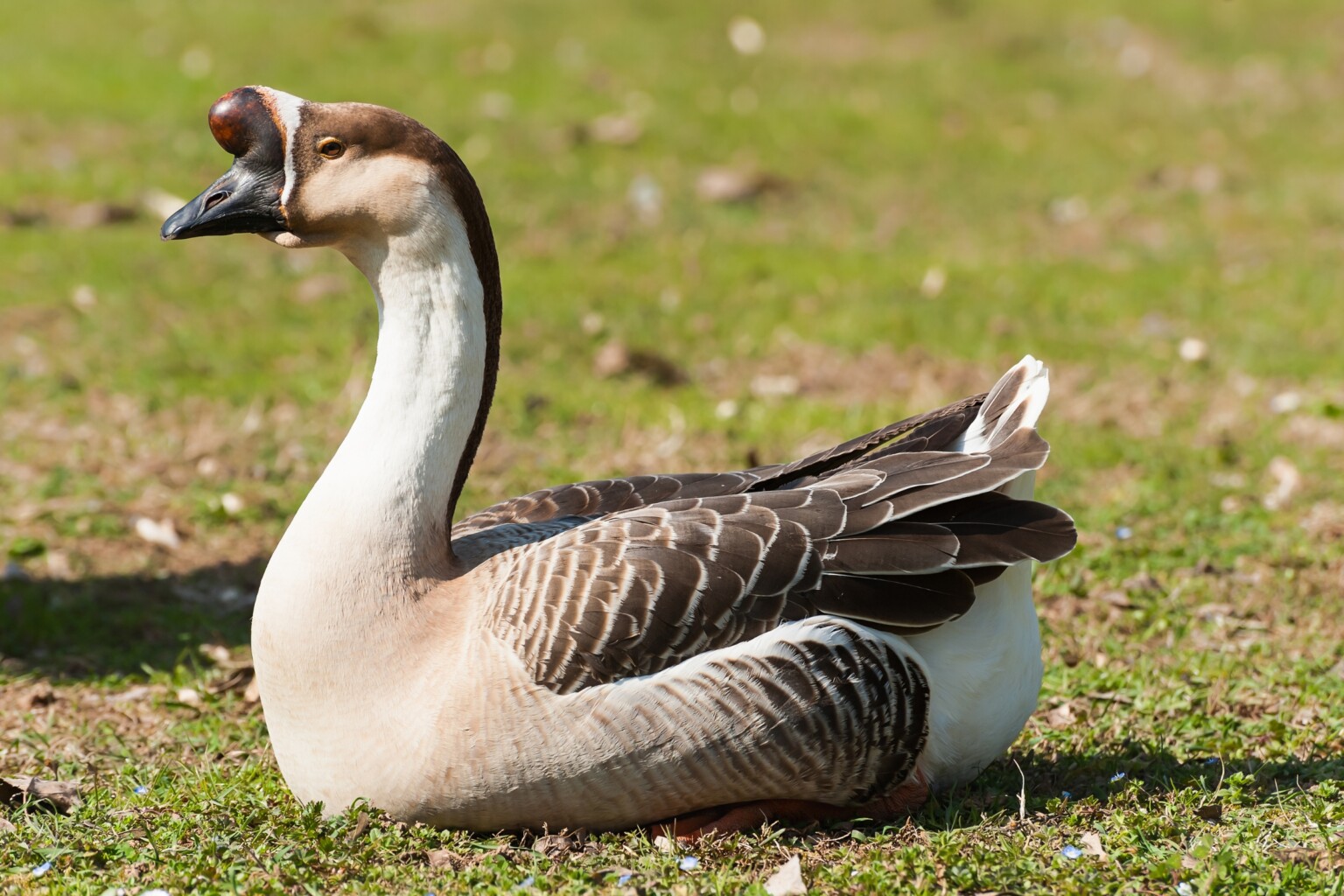 African Goose