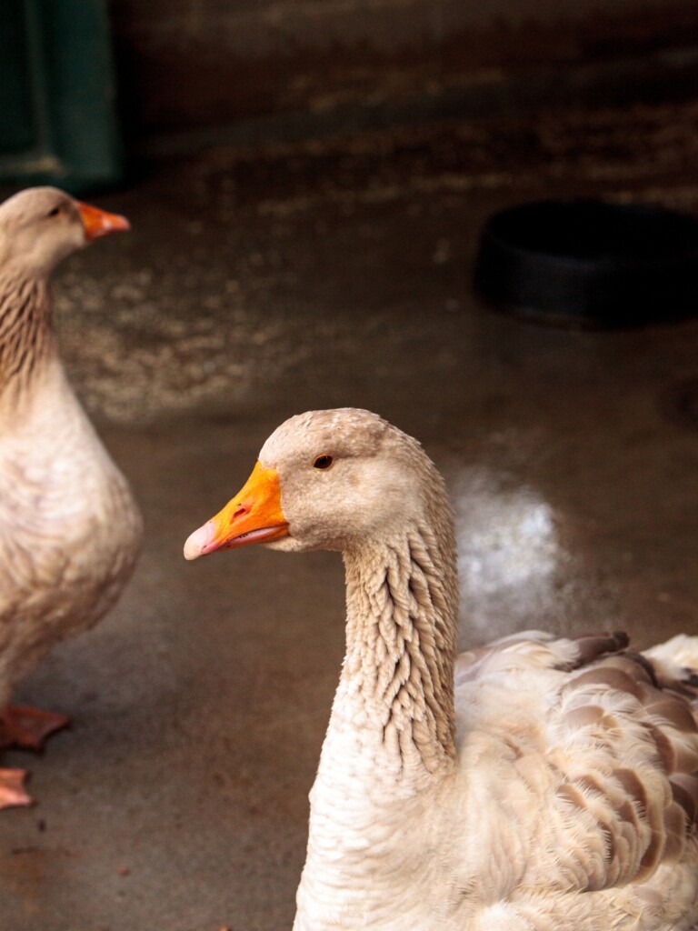 American Buff Goose
