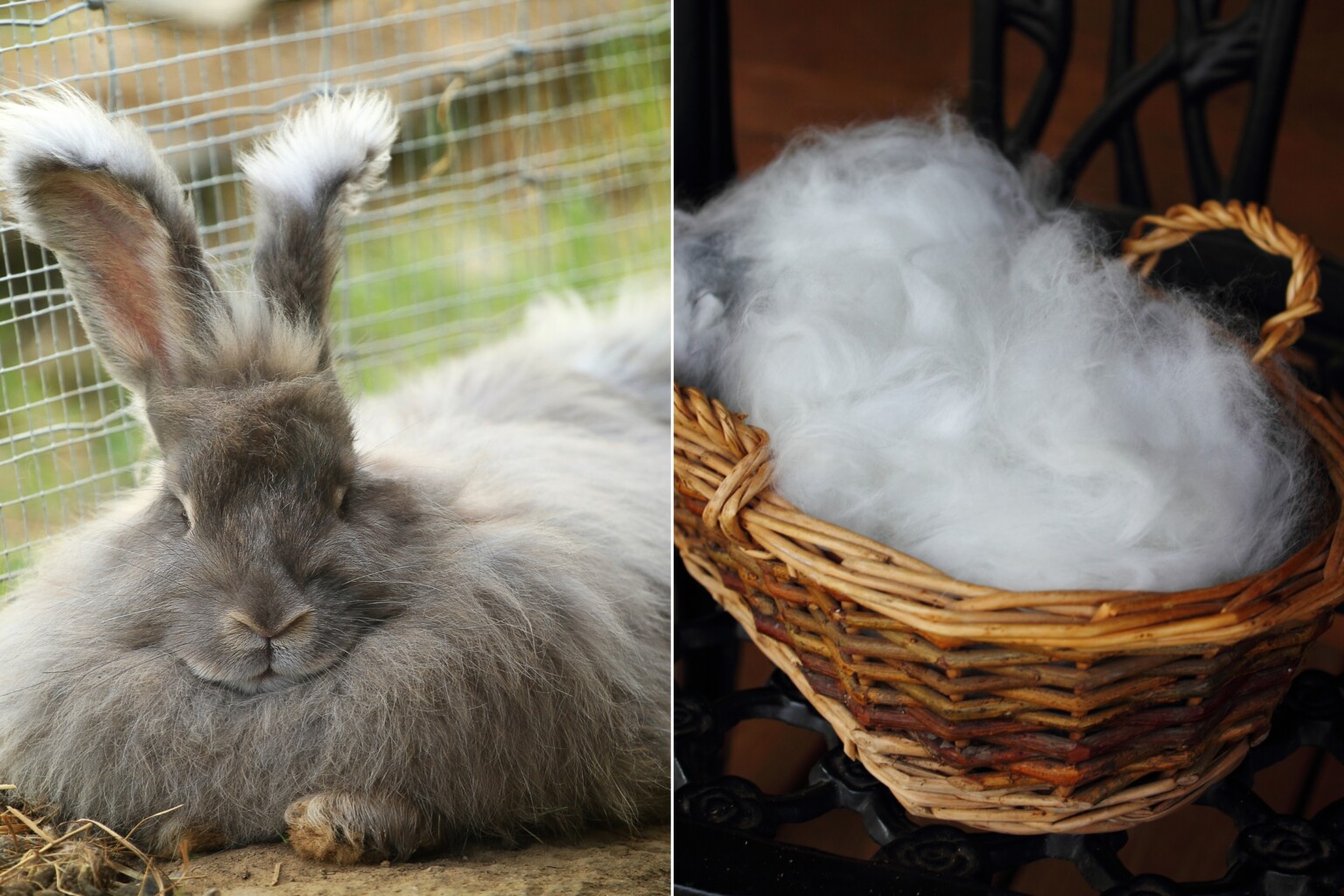 Angora Rabbit Fiber