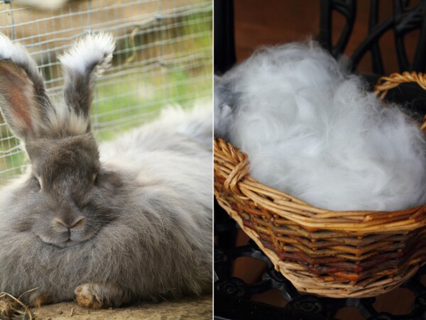 Angora Rabbit Fiber