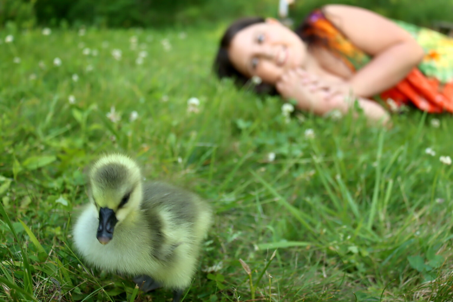 Baby and Geese