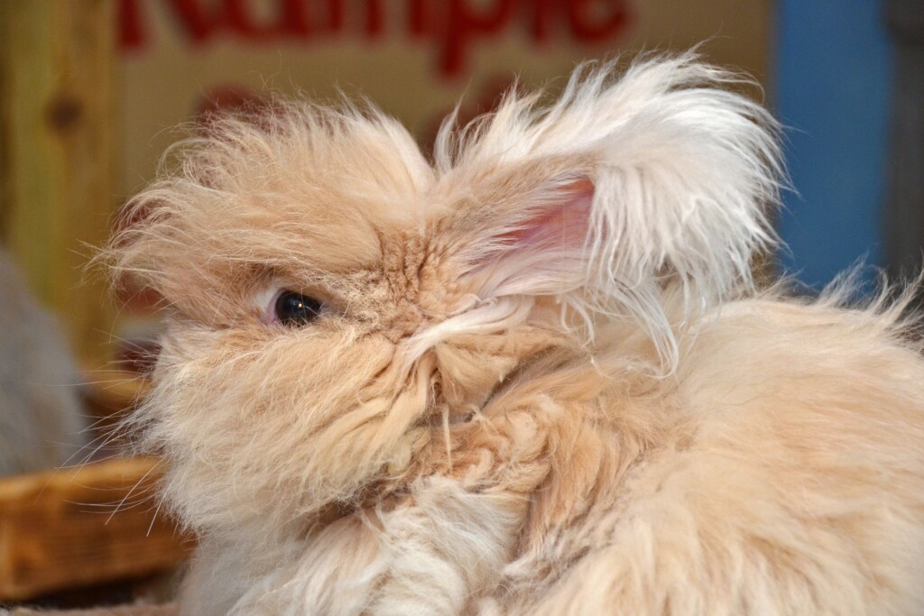 Brown Angora