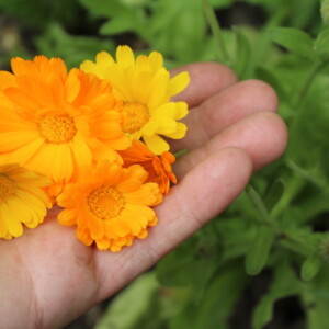 Calendula Flower Harvest