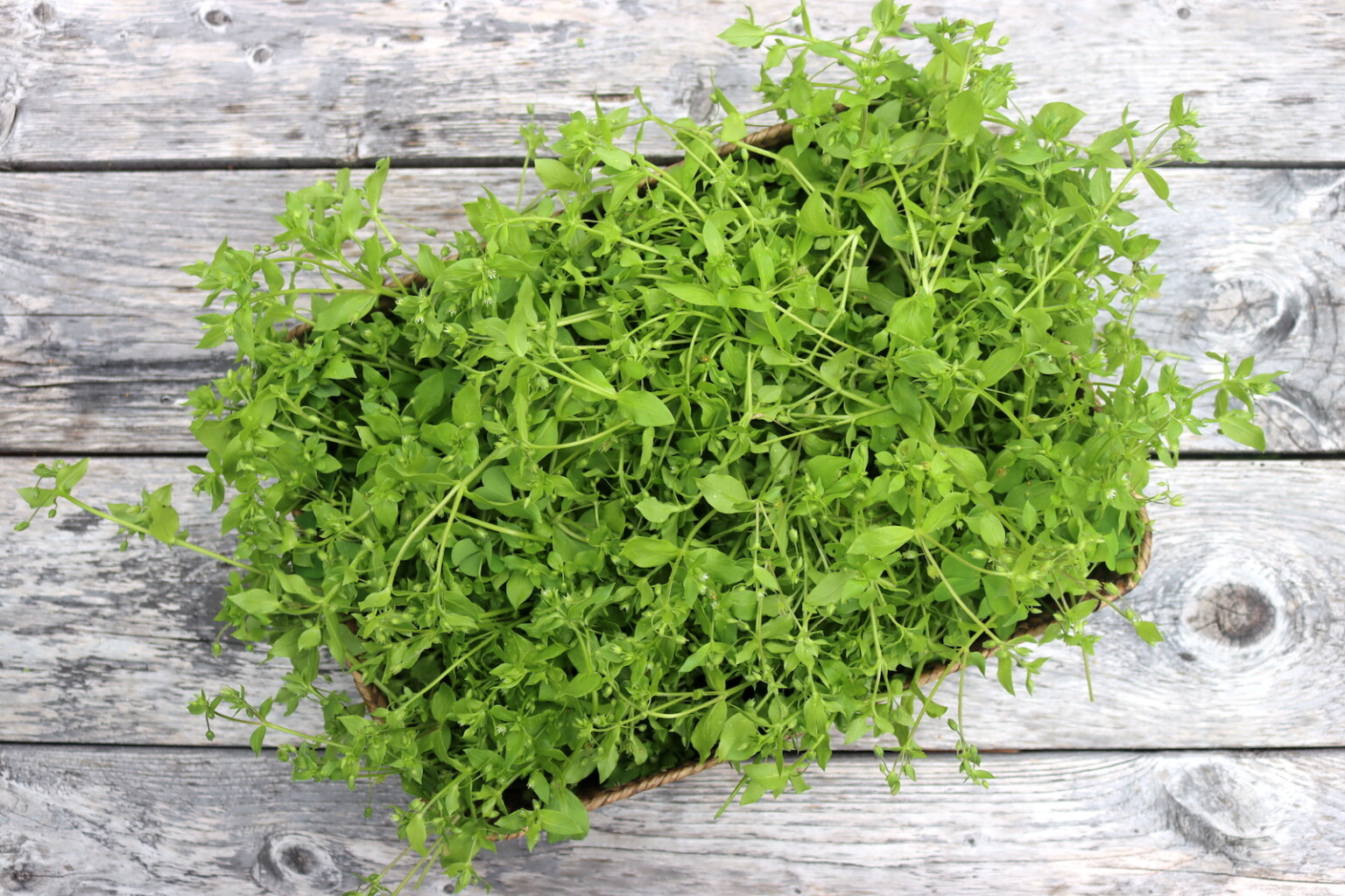 Chickweed Basket