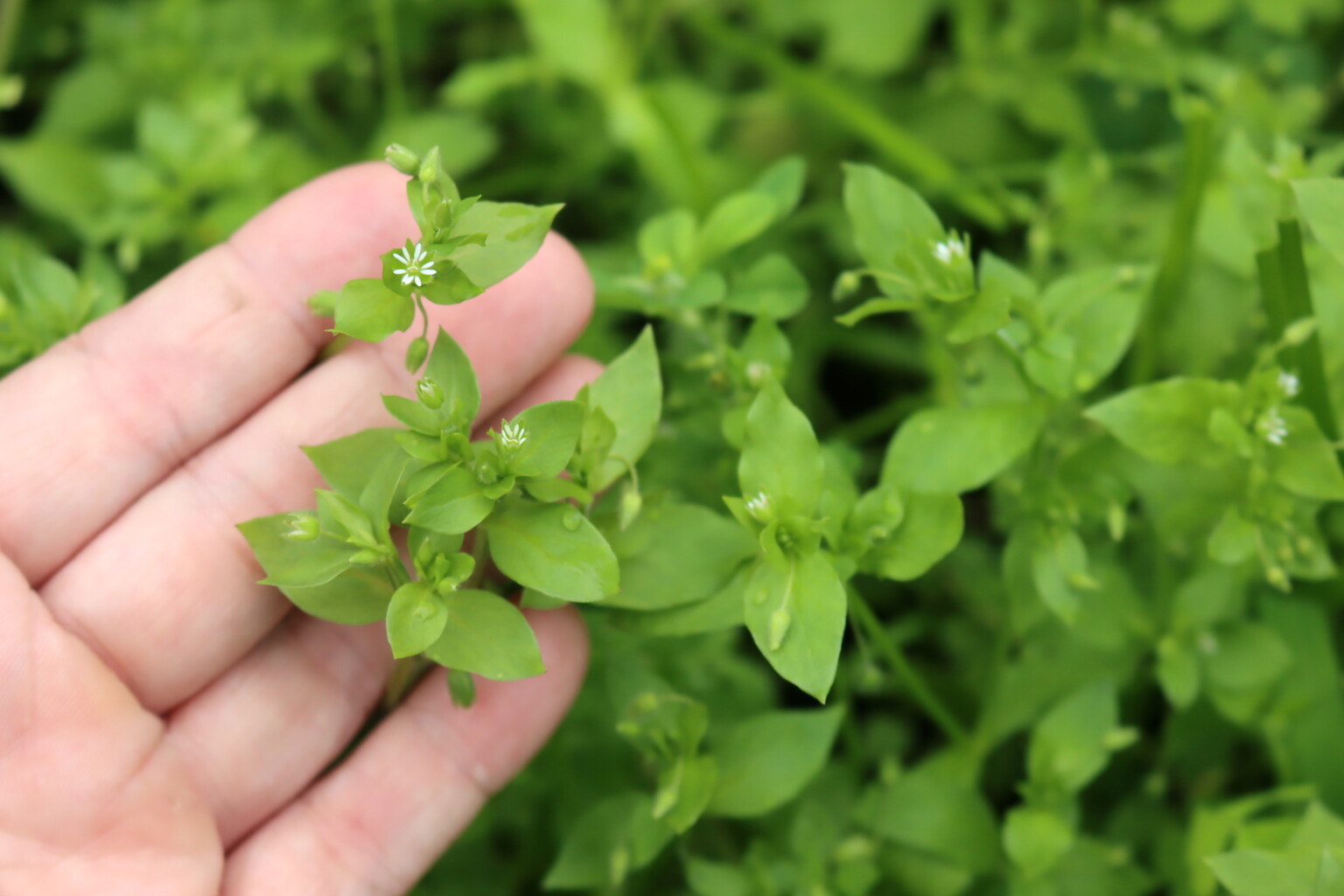 Chickweed Flowers