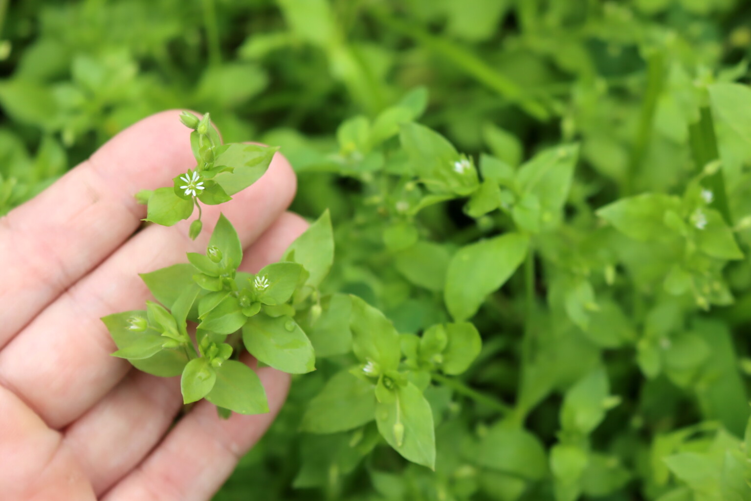 Chickweed Flowers