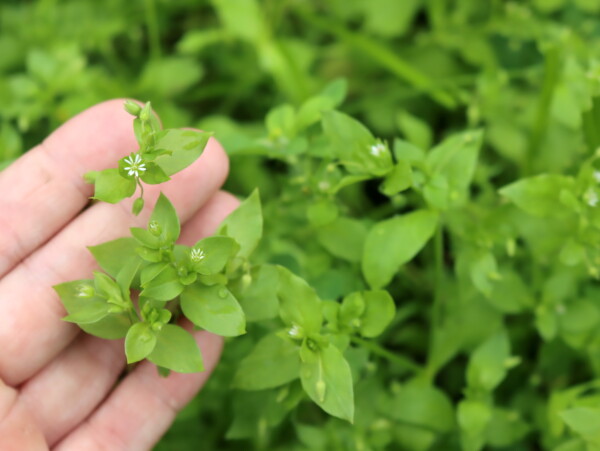 Chickweed Flowers