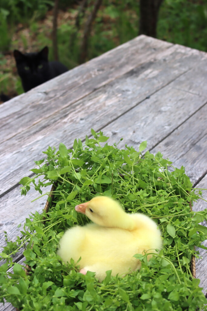 I brought one of our 1 week old goslings out to enjoy some wild chickweed I'd harvested, and out cat didn't fail to notice (top left).