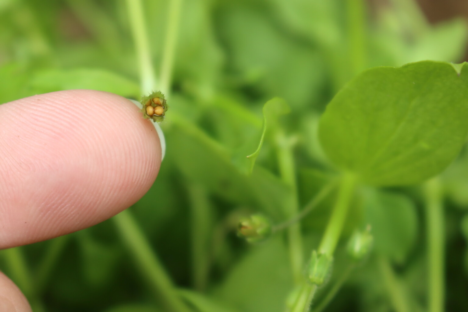 Chickweed Seeds