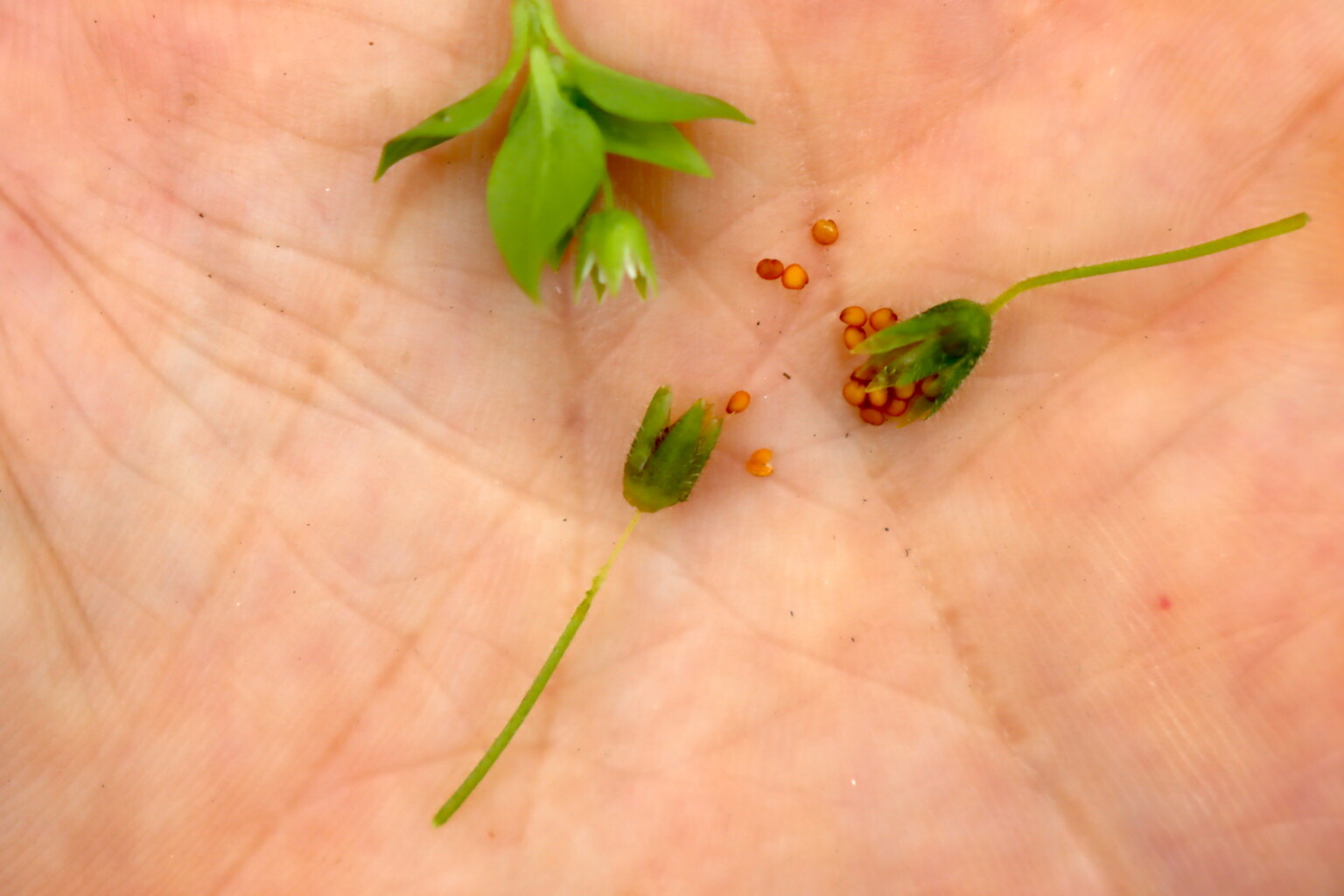 Chickweed Seeds