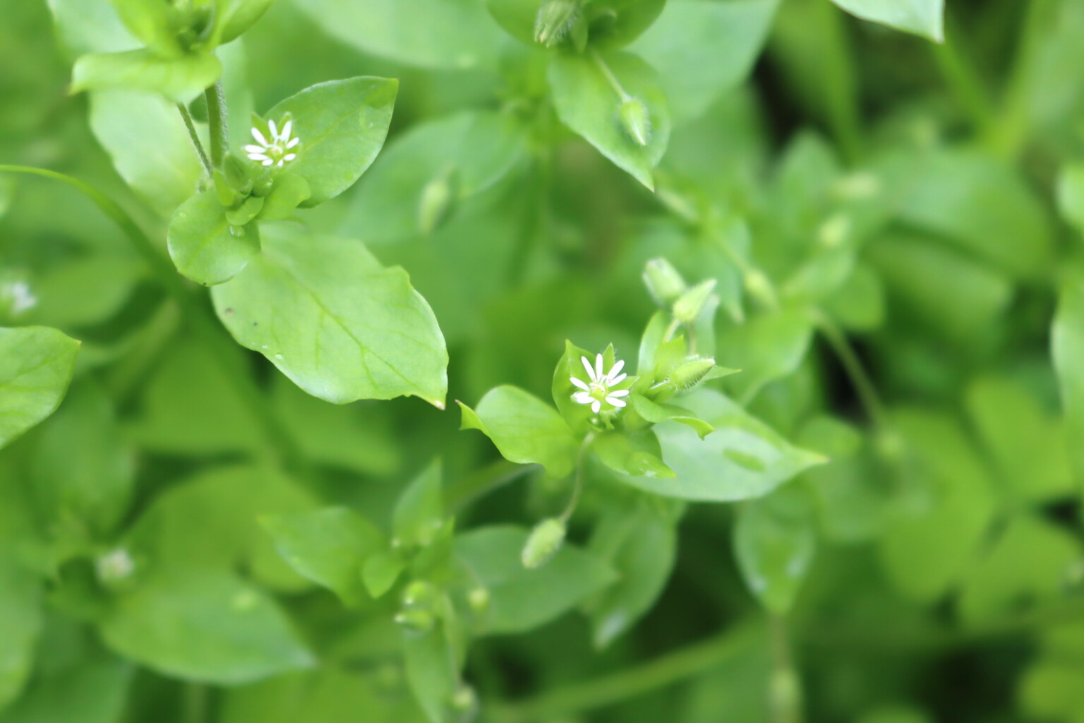 Chickweed flowers