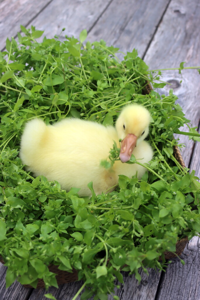 Our Baby Goose, Snowball, munching on a basket of chickweed.