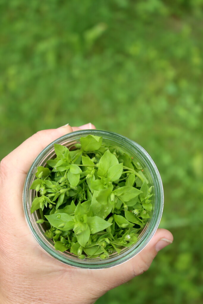 Chickweed harvest
