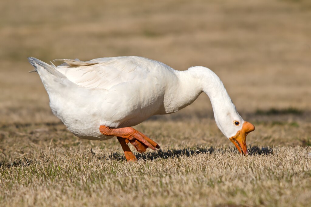 Chinese Goose