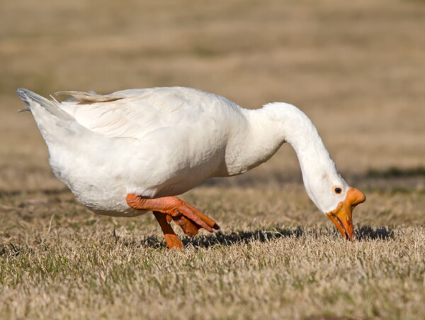 Chinese Goose