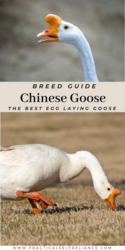 Chinese Goose Breed Guide