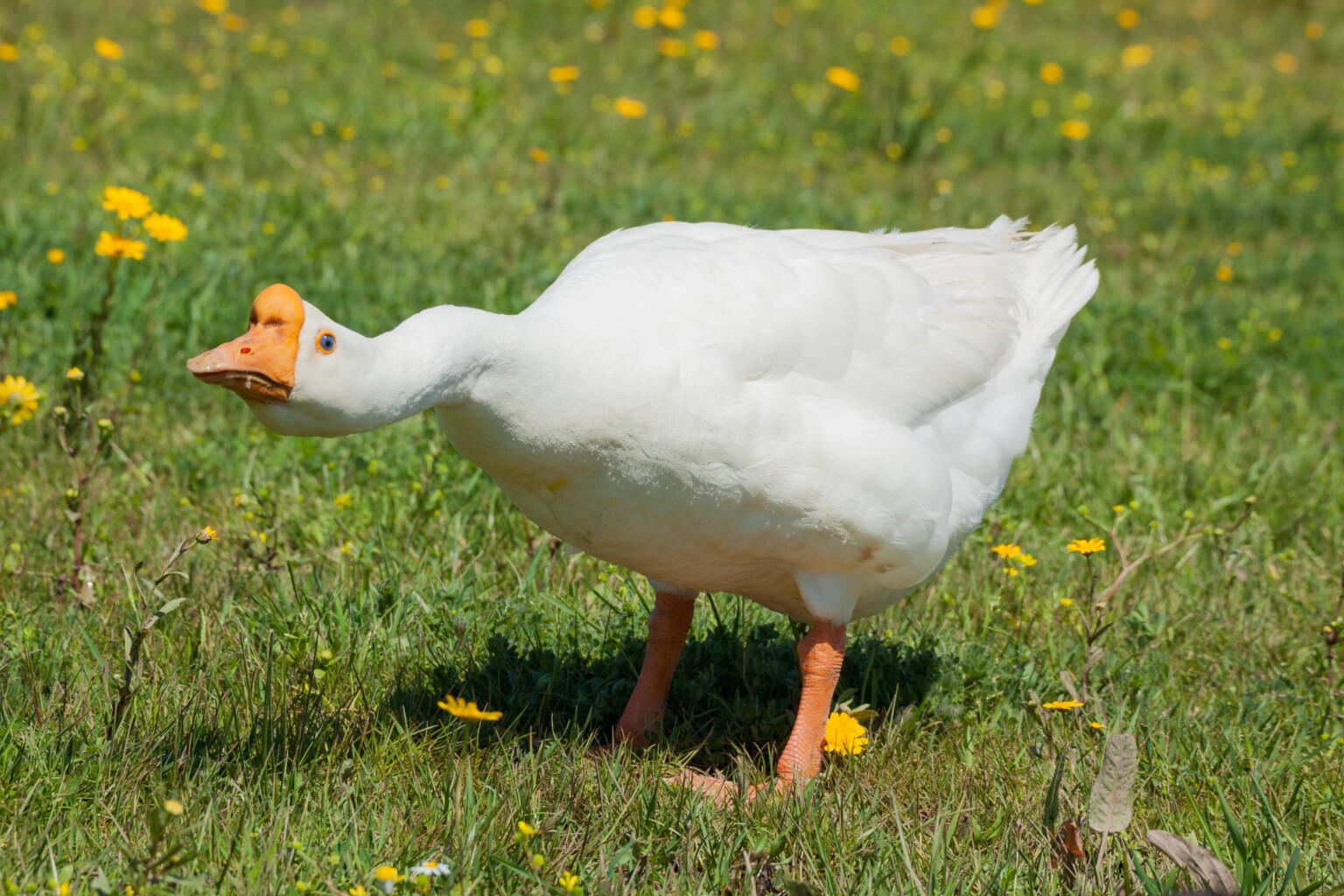 Chinese Goose Honking