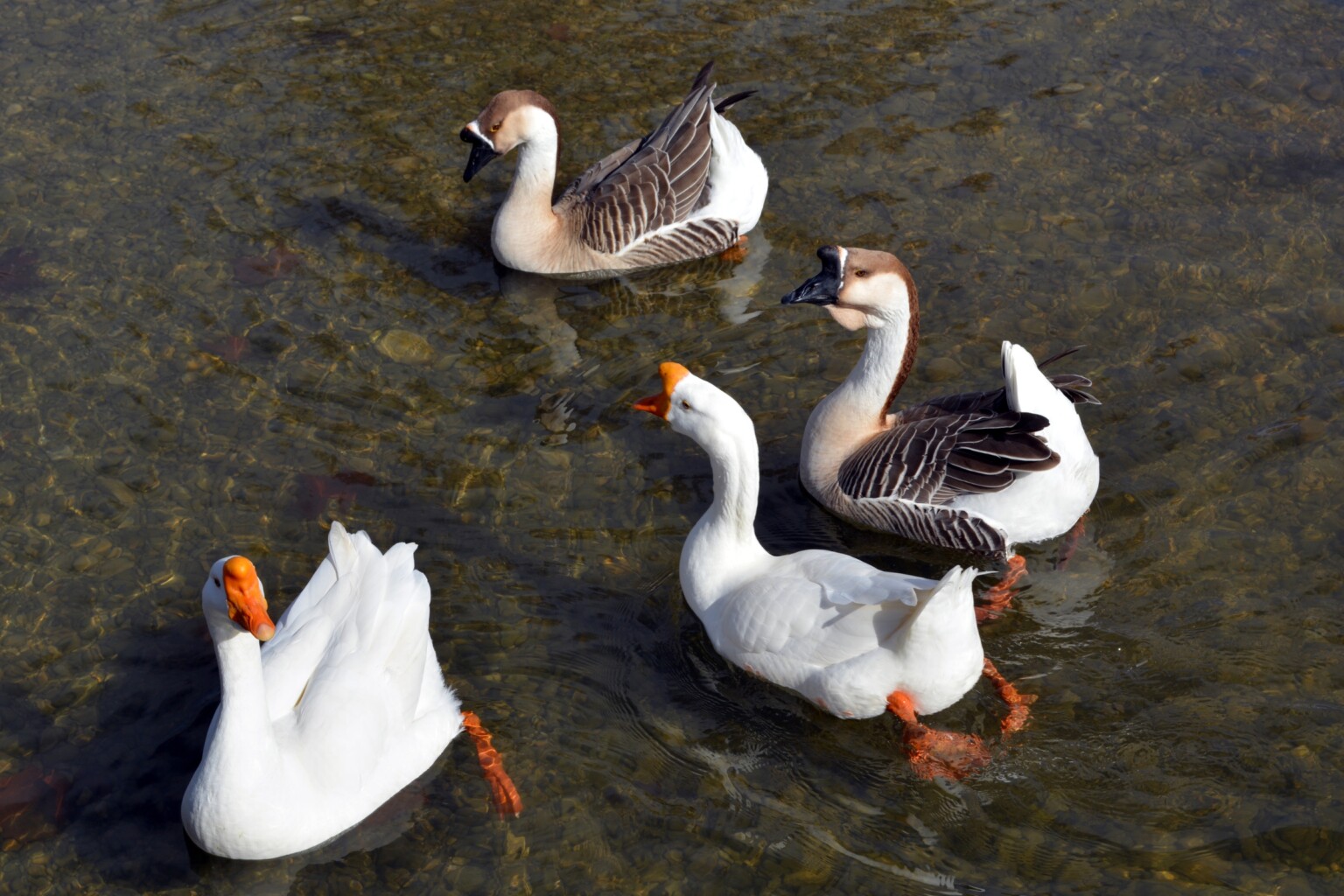 Chinese Goose and African Goose Swimming