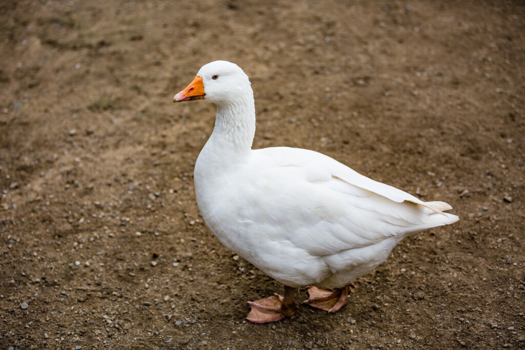 Czech goose