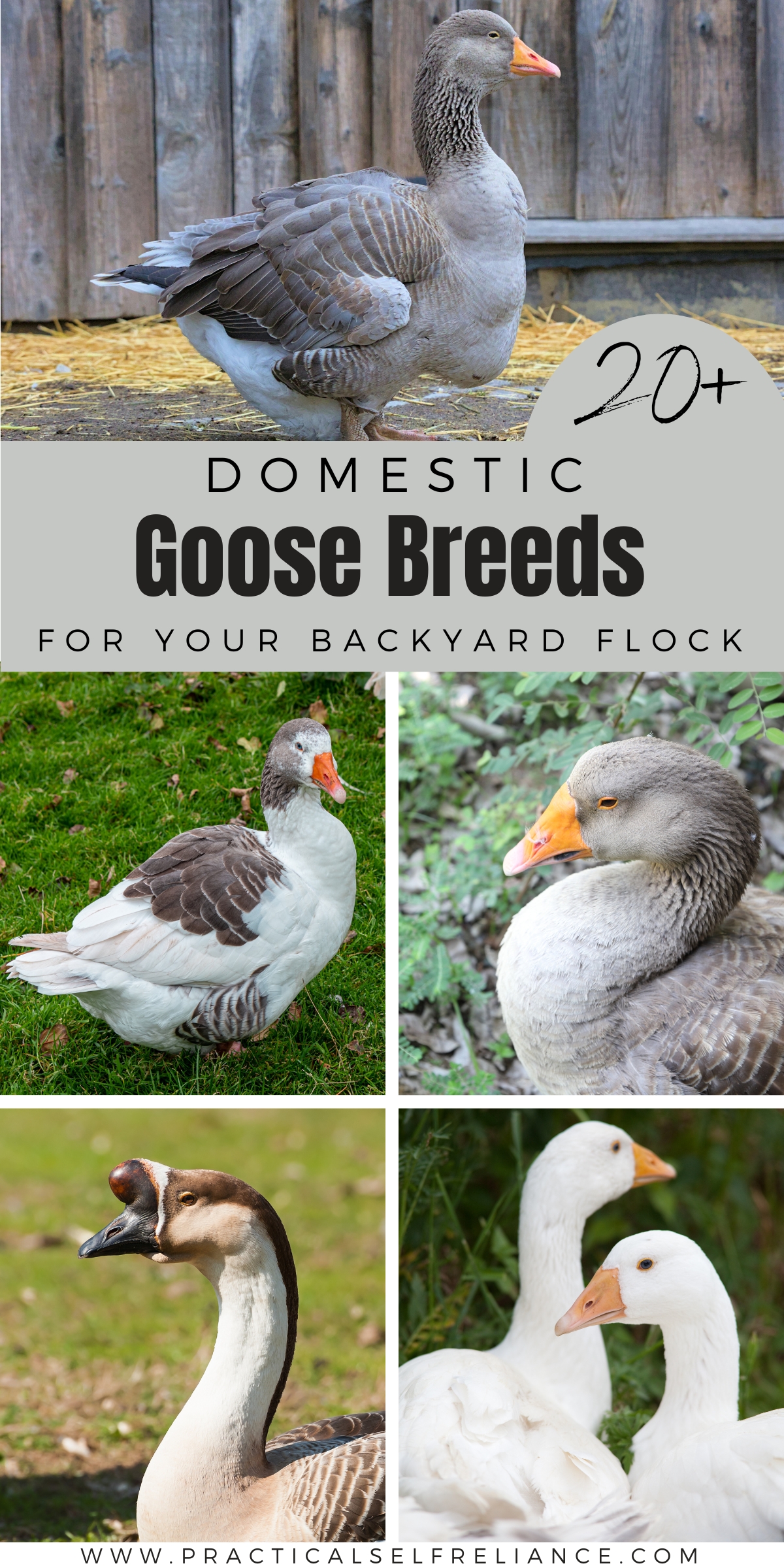 Domestic Goose Breeds