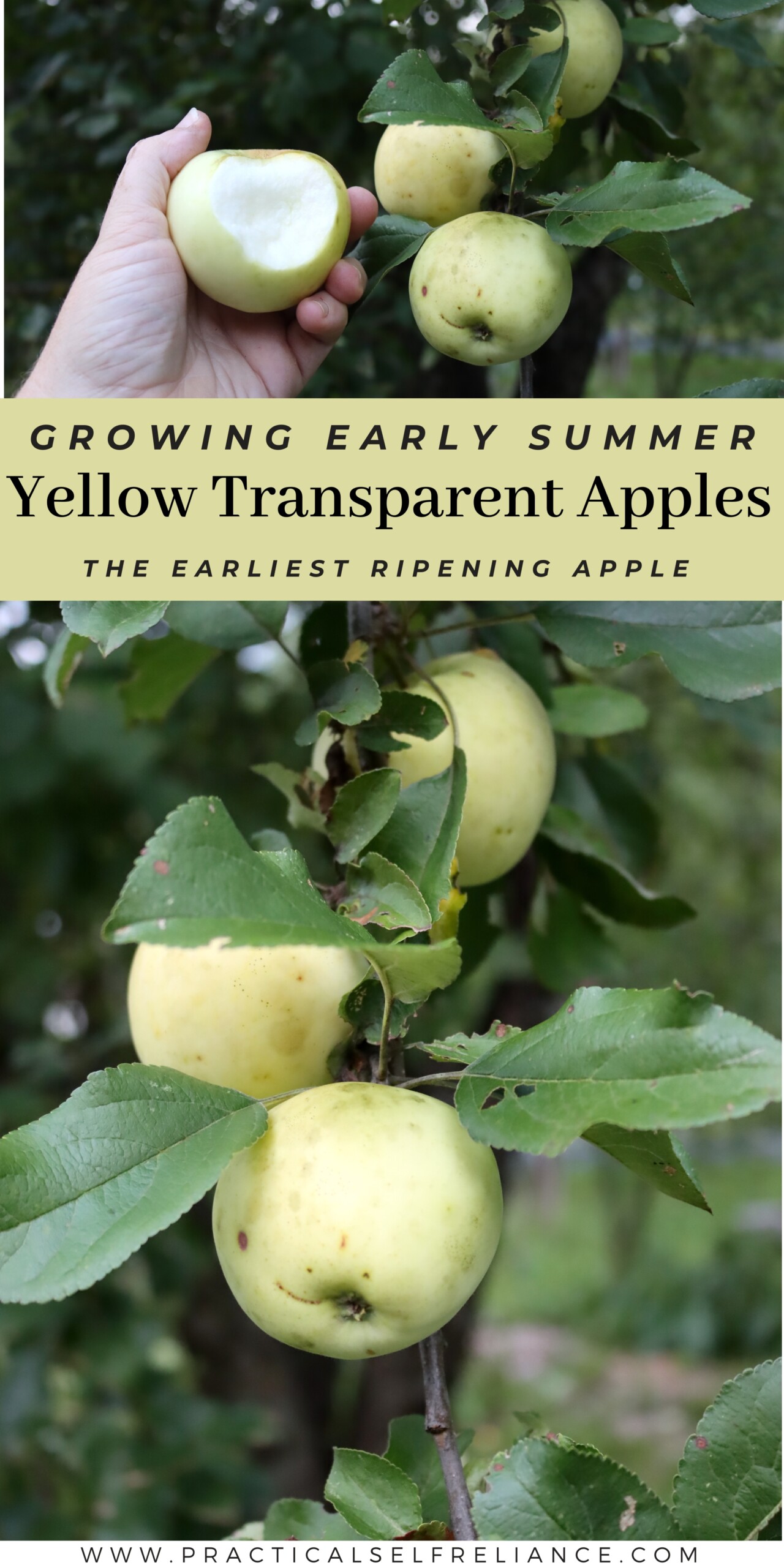 Earliest Ripening Apple