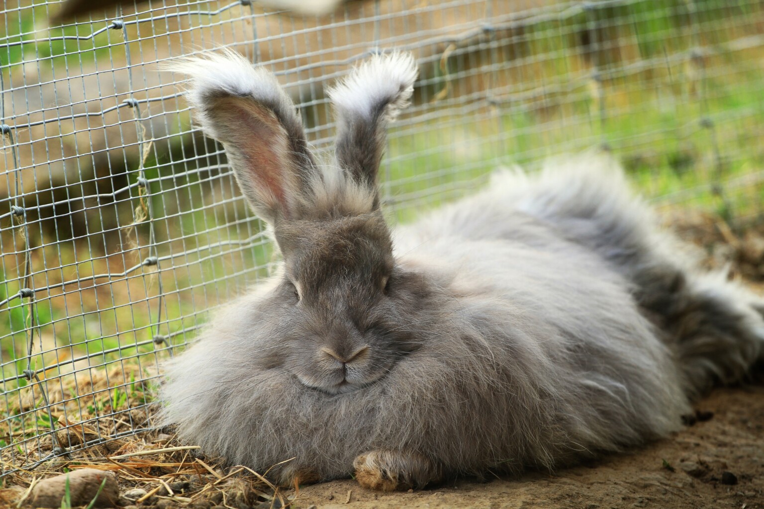 Fluffy Angora Rabbit