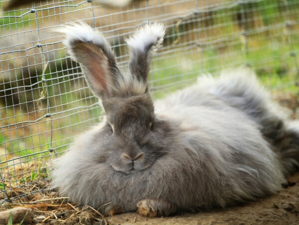 Fluffy Angora Rabbit