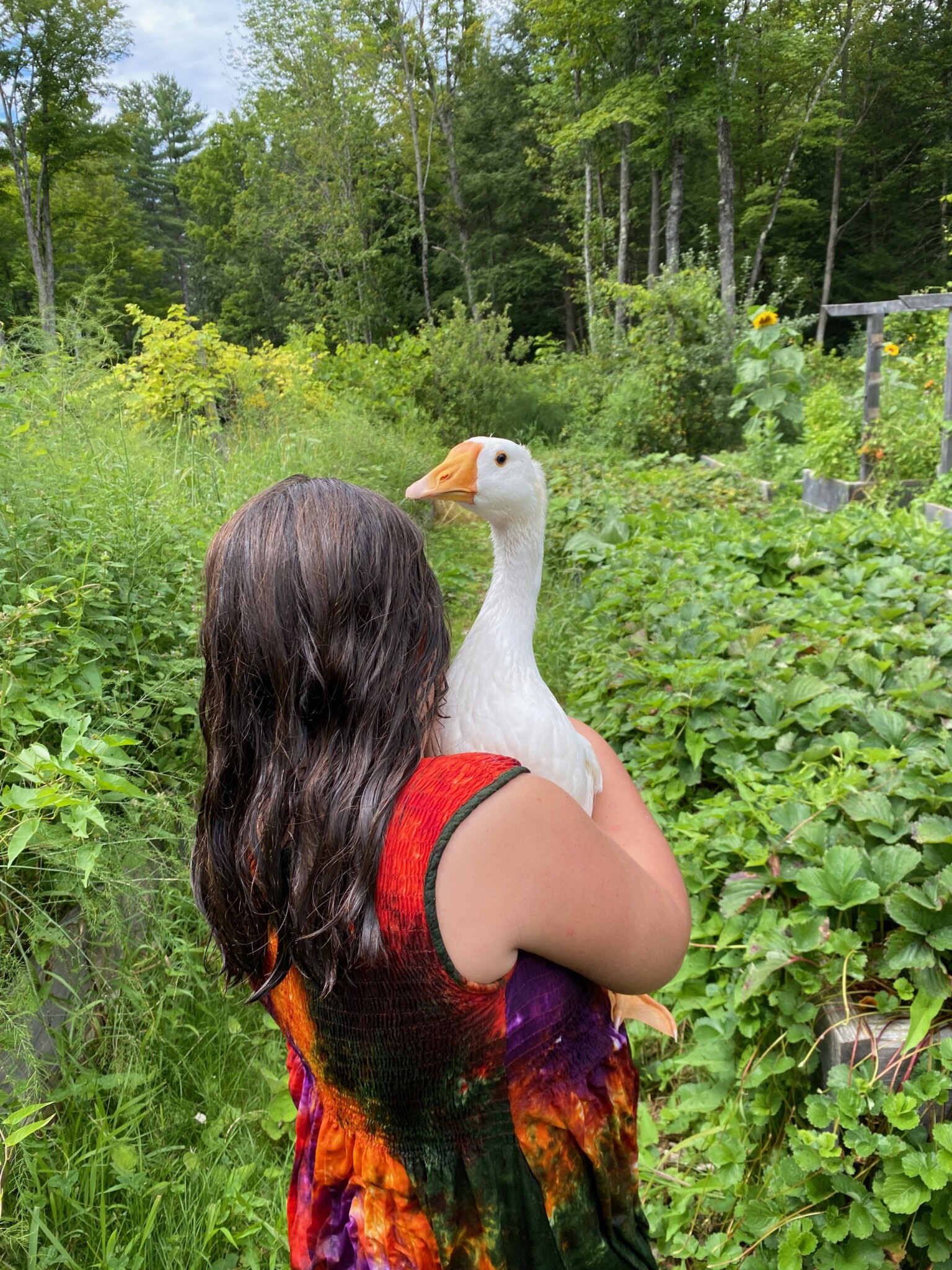 My daughter snuggling one of our geese in the garden.