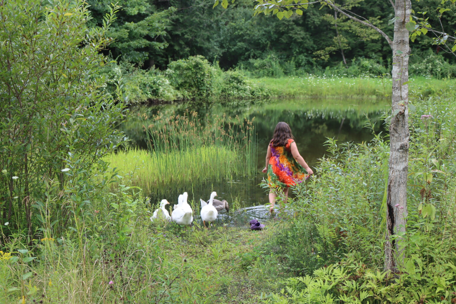 My daughter taking her pet geese for a swim in the pond.