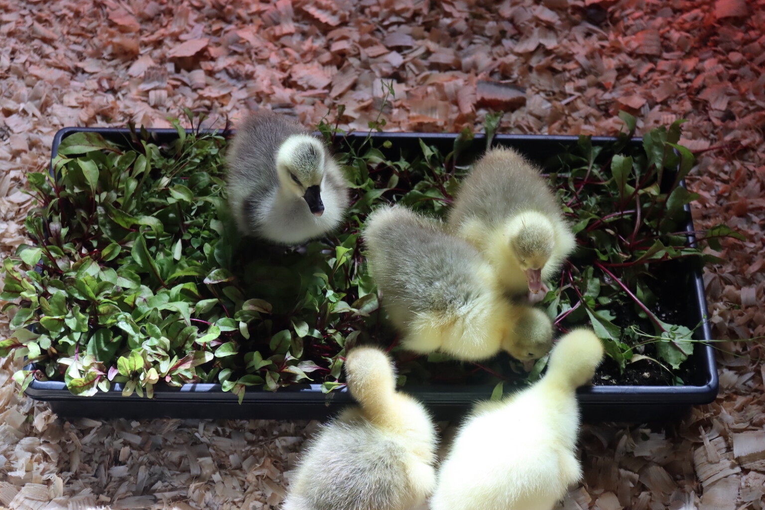 Geese and Microgreens