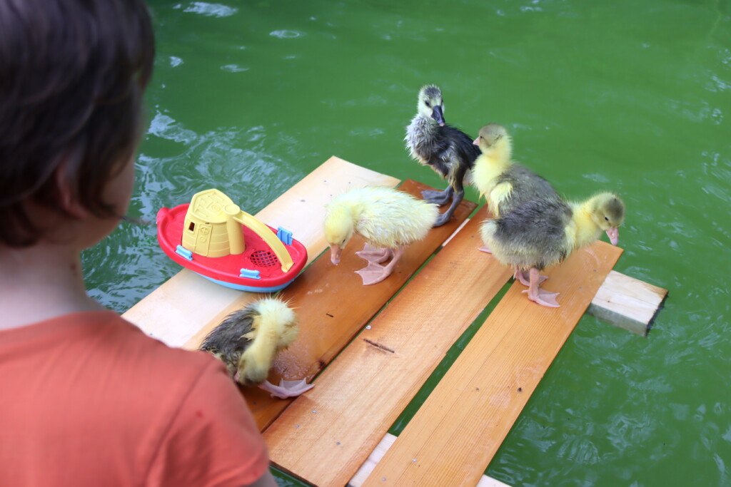 Goose Boat