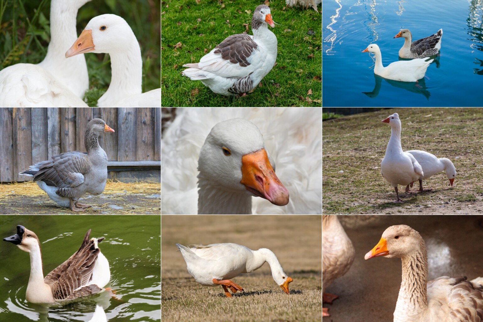 Goose Breeds