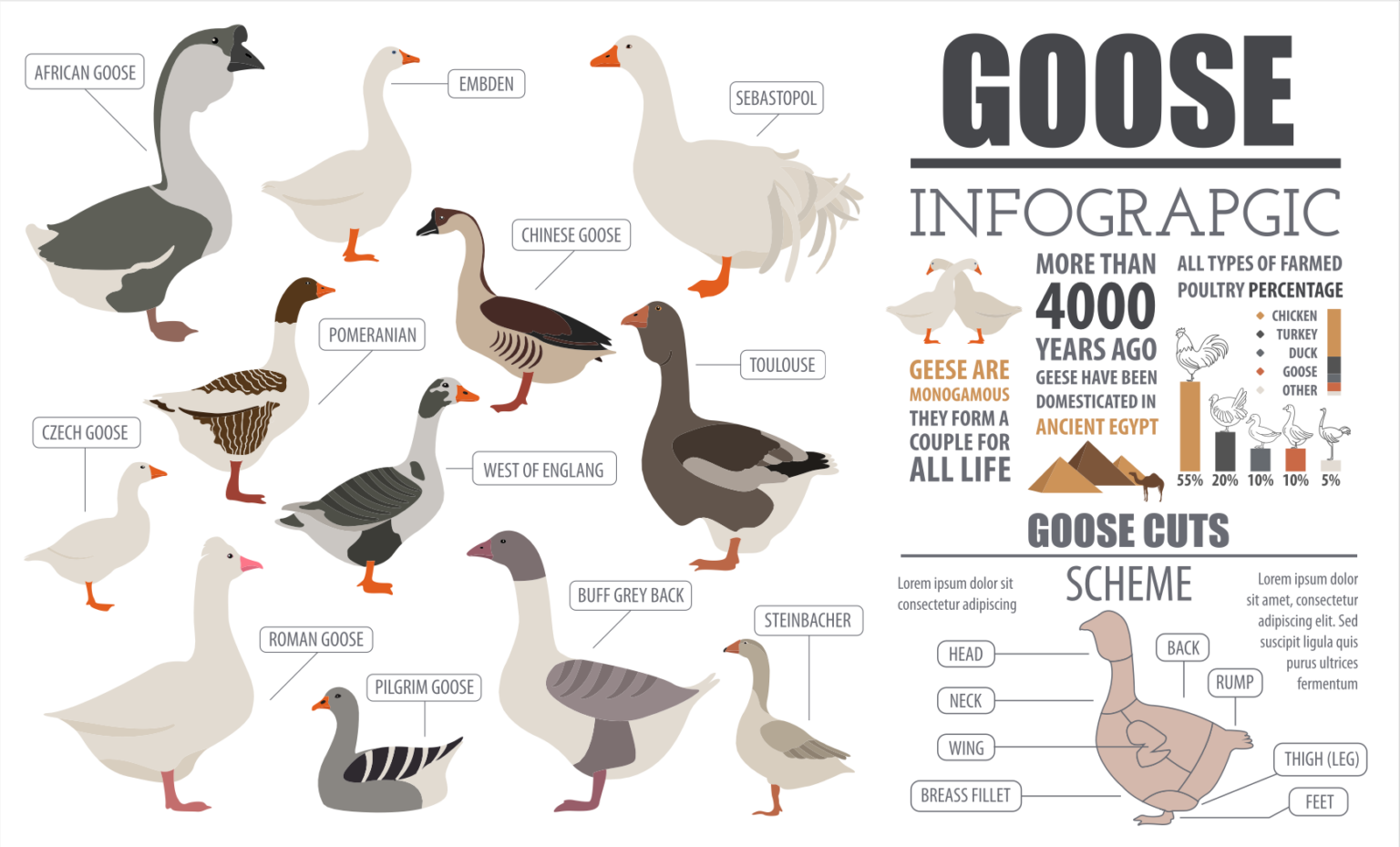 Goose Breeds