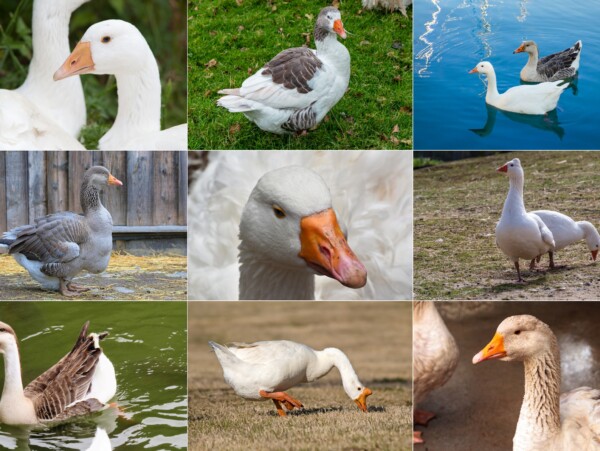 Goose Breeds