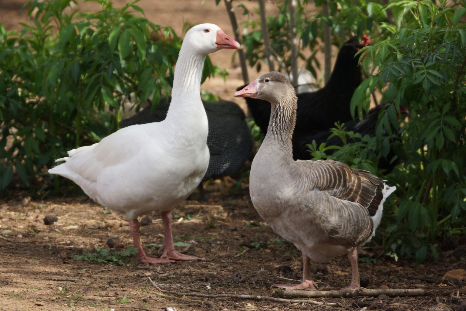 Grey Cotton Patch Goose and White Gander