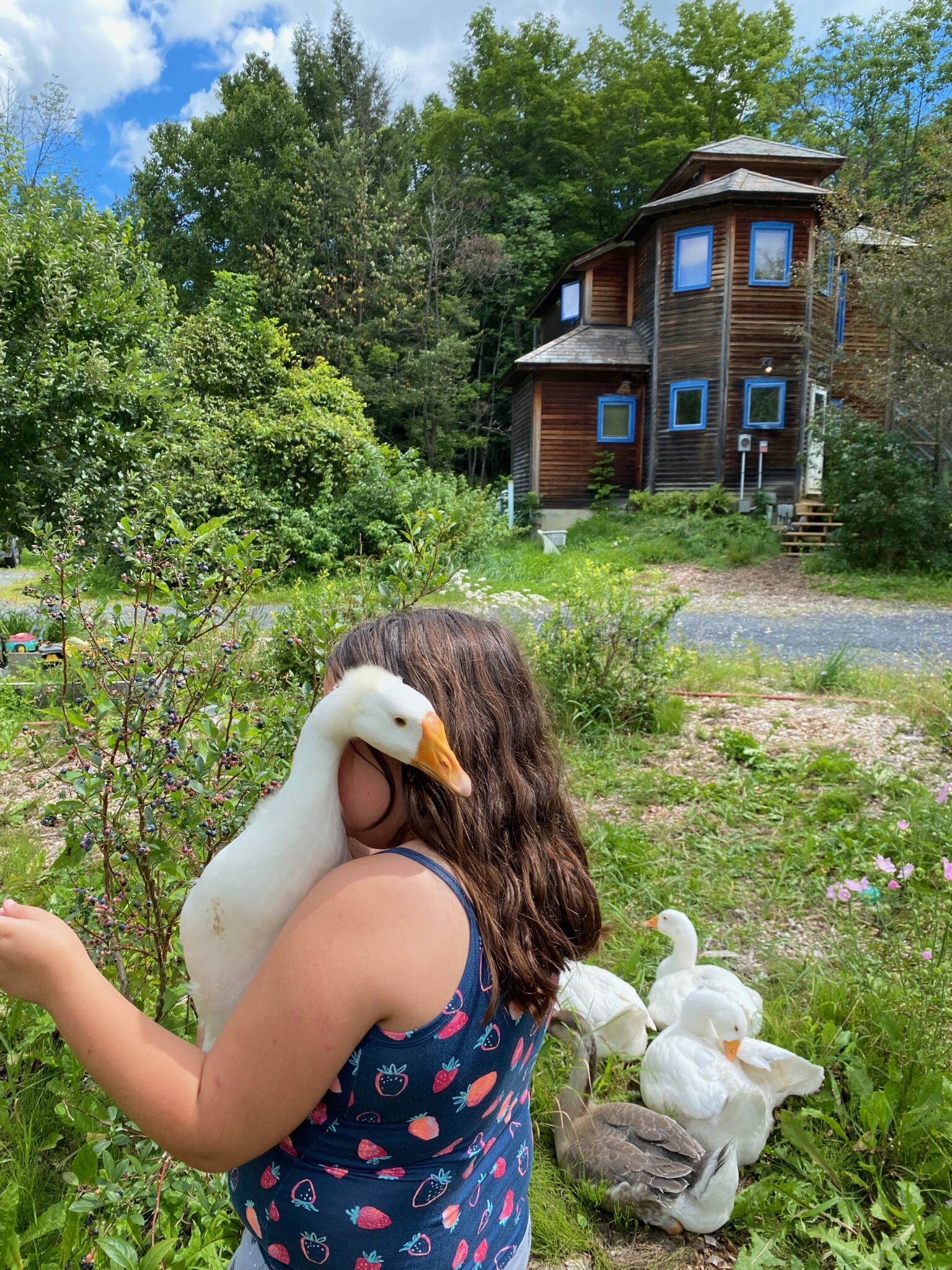 My daughter snuggling one of her geese while picking blueberries.