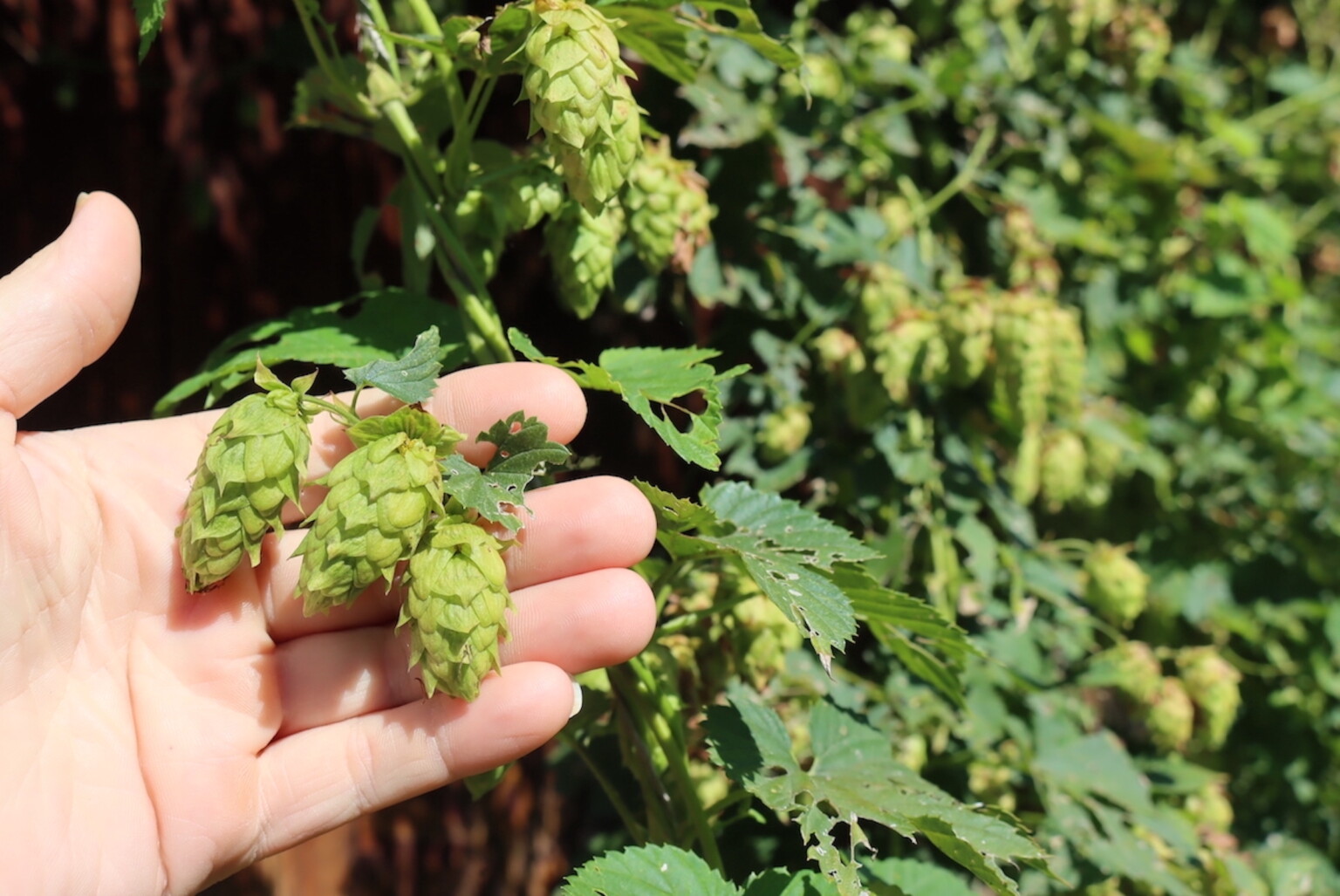 Hop Harvest