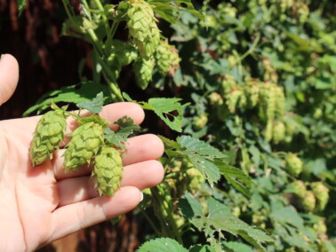 Spruce Beer Recipe (& Spruce Mead, Cider + More) — Practical Self Reliance