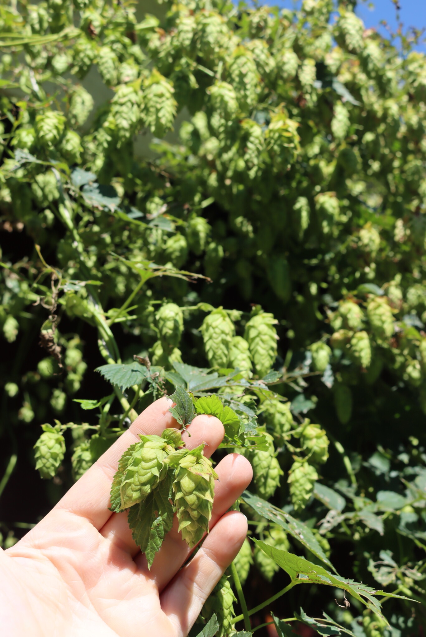 Hop Plants