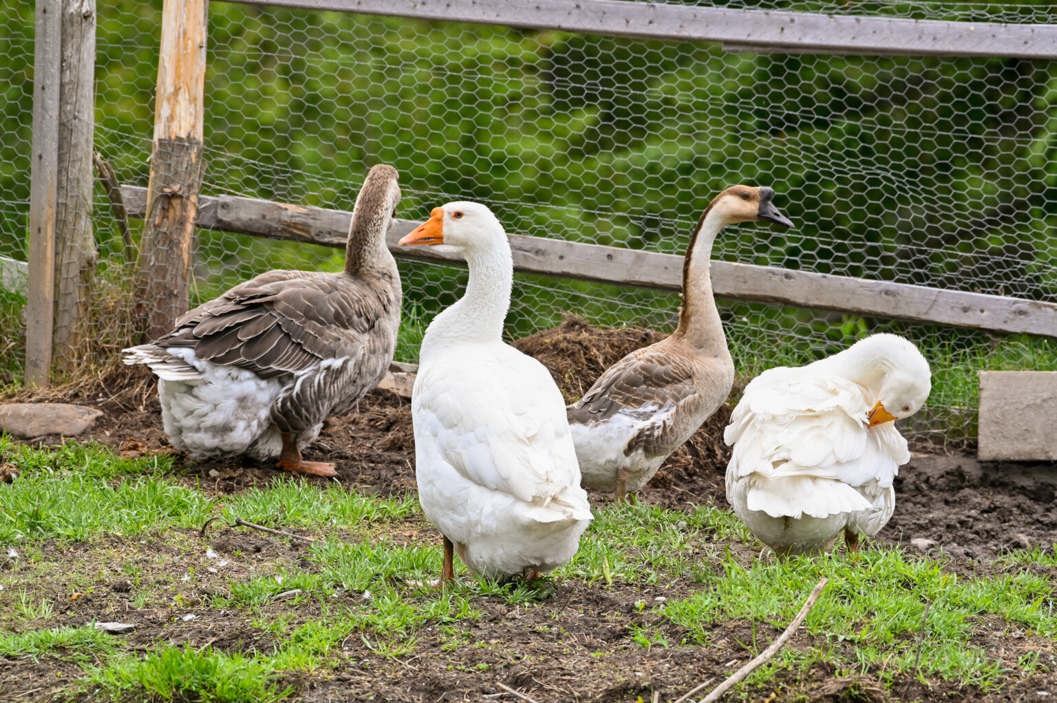 Mixed Flock of Geese