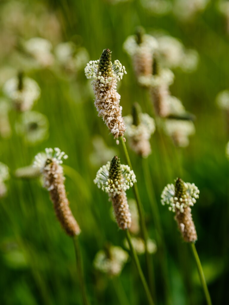 Narrow leaf plantain flower