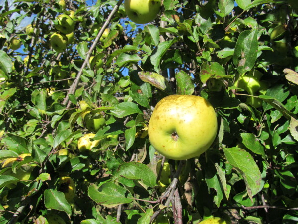 Newton Pippin Ripe