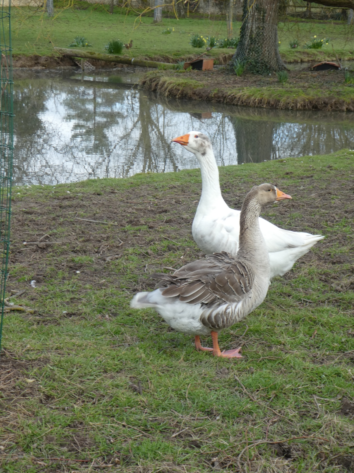 Normandy Goose