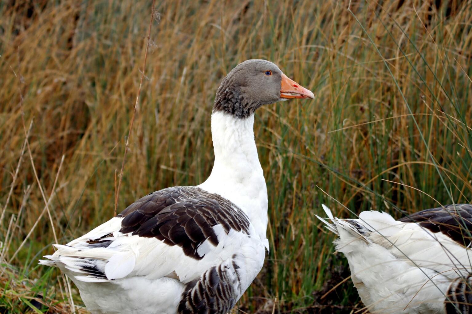 Oland Goose