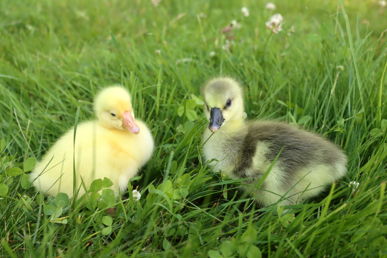 Pair of Goslings